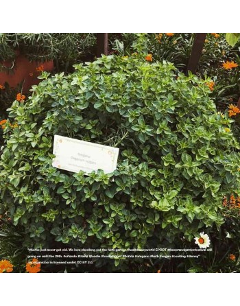 Latin/Mexican Oregano Heirloom, Herb, Latin/Mex Type Oregano - [ Seed2Go.ca ] - [Seed Packets] - Herb Seeds - 