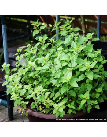 Latin/Mexican Oregano Heirloom, Herb, Latin/Mex Type Oregano - [ Seed2Go.ca ] - [Seed Packets] - Herb Seeds - 