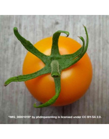 Citrus Jaune Flammé Tomato Seeds, France, Organic - [ Shop Canadian Seeds Online ]  - Grape & Cherry Tomatoes - 