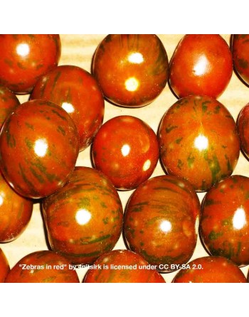 Black Green Zebra Cherry Tomato Seeds, Globe, Organic - [ Shop Canadian Seeds Online ]  - Grape & Cherry Tomatoes - 