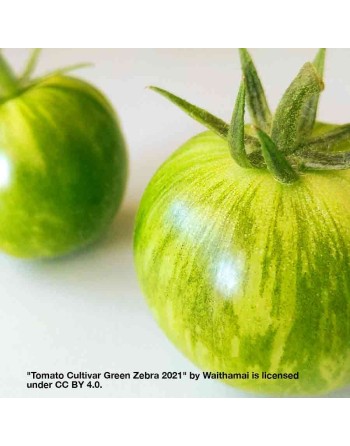 Green Zebra Tomato Seeds, Globe, Organic - [ Shop Canadian Seeds Online ]  - Tomato Seeds - 