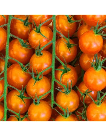Cuatomate Tribe Ancient Mexican Wild Currant Cherry Tomato Seeds, Mexico, Organic - [ Shop Canadian Seeds Online ]  - Grape & Ch