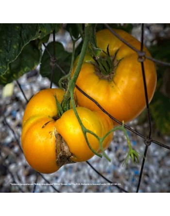 Brandywine Yellow Tomato, Amish Tomato - [ Seed2Go - Canada ] - VGT-BWY - Tomato