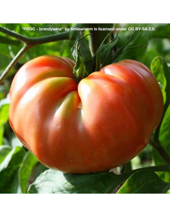 Brandywine Pink Tomato Seeds, Organic, Amish Tomato - [ Seed2Go.ca ] - [Seed Packets] - Tomato Seeds - 