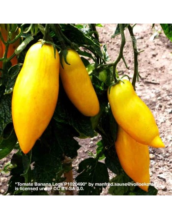 Banana Legs, Determinate, Yellow Bush Tomato Seeds, North American - [ Shop Canadian Seeds Online ]  - Tomato Seeds - 