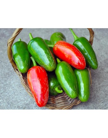 Jalapeño Traveler Pepper, High Yielding, Green Chili,  Pepper Seeds - [ Shop Canadian Seeds Online ]  - Pepper Seeds - 