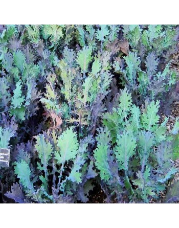 Siberian Kale, Dwarf and Large, Improved, Heirloom Kale, Russian - [ Shop Canadian Seeds Online ]  - Kale - 