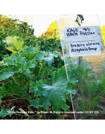 White Russian Kale, Rugged Jack Kale, Russian - [ Shop Canadian Seeds Online ]  - Kale - 