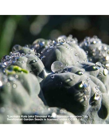 Dinosaur Kale, Lacinato Kale, Heirloom Kale - [ Seed2Go - Canada ] - VG-LCK - Kale