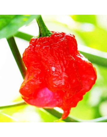 The Beast, Carolina Red Reaper & Chocolate Nagabrain Blend, Super Hot Pepper  Pepper Seeds - [ Shop Canadian Seeds Online ]  - P