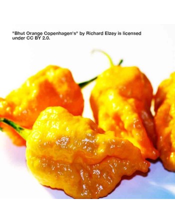 Peach Scorpion Moruga Hot Pepper, Trinidad and Tobago - [ Seed2Go - Canada ] - VG-PPSP - Super Hot Peppers
