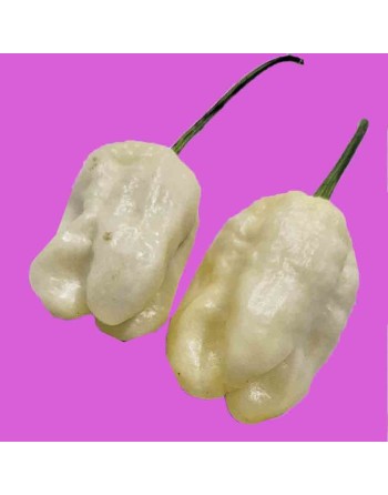 White Carolina Reaper, Super Hot Pepper,  Pepper Seeds - [ Shop Canadian Seeds Online ]  - Pepper Seeds - 