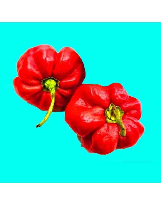 Giant Red Scotch Bonnet, Red Pepper, Jamaican Origin,  Pepper Seeds - [ Shop Canadian Seeds Online ]  - Pepper Seeds - 