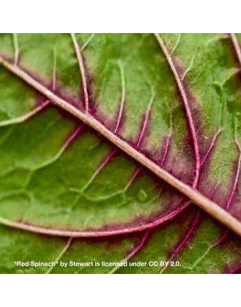 Red Veined Spinach, Red Tabby, Egyption Variety - [ Seed2Go - Canada ] - VG-RVSP - Spinach