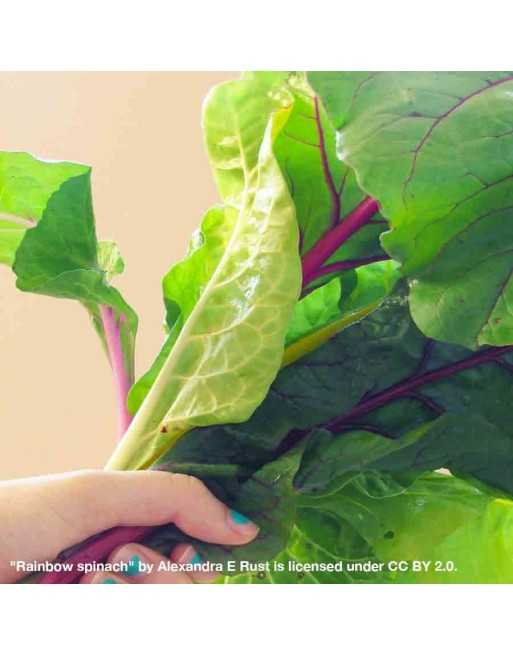 Red Veined Spinach, Red Tabby, Egyption Variety - [ Seed2Go - Canada ] - VG-RVSP - Spinach