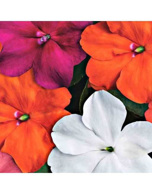 Impatiens Mixture Flower - [ Seed2Go - Canada ] - VF-IMP - Flower Seed