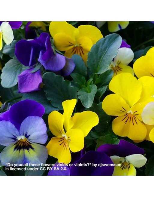 Viola - Corina Flower Mix - [ Seed2Go.ca ] - [Seed Packets] - Flower Seed