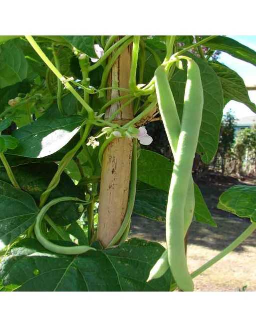 AAS Winner, Unstoppable Seychelles Pole Bean, Dutch Variety, Stringless - [ Seed2Go - Canada ] - VG-SAAS - Bean & Pea