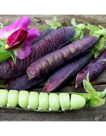 Purple Super Snap Pea, Dwarf Blauwschokkers, Pea Seeds - [ Shop Canadian Seeds Online ]  - Bean/Pea - 
