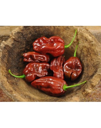 Caribbean Black Congo Habanero Chocolate Pepper Seeds - [ Shop Canadian Seeds Online ]  - Pepper Seeds - 