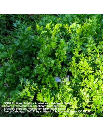 Cutting Leaf Celery, Amsterdam, Dutch Variety, Celery Seeds - [ Seed2Go.ca ] - [Seed Packets] - Celery - 