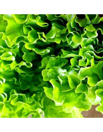 Green Salad Bowl Lettuce Seeds, AAS Winner, Soft Tender Leaves - [ Shop Canadian Seeds Online ]  - Lettuce - 