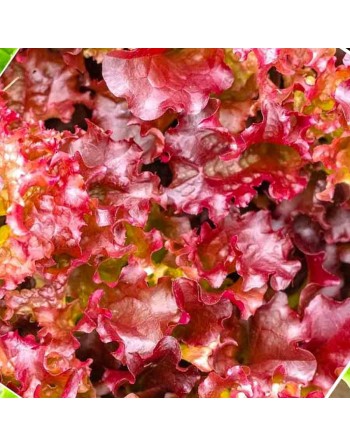 Red Salad Bowl Lettuce Seeds, Large Open Heads, Slow Bolting - [ Shop Canadian Seeds Online ]  - Lettuce - 