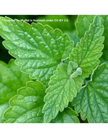 Catnip Herb/Spice, European, Catnip Seeds, Mint Family - [ Seed2Go.ca ] - [Seed Packets] - Herb Seeds - 