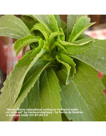 Stevia Candy Leaf, Organic Herb, Paraguay, Stevia Herb Seeds - [ Seed2Go.ca ] - [Seed Packets] - Herb Seeds - 