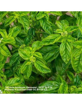 Mammoth 'British Basil' Ocimum Basilicum, Genovese Type, Basil Herb Seeds - [ Seed2Go.ca ] - [Seed Packets] - Herb Seeds - 