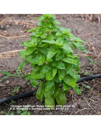 AAS Winner, Dolce Fresa Basil, Ocimum Basilicum, Genovese Type, Mediterranean, Basil Herb Seeds - [ Seed2Go.ca ] - [Seed Packets