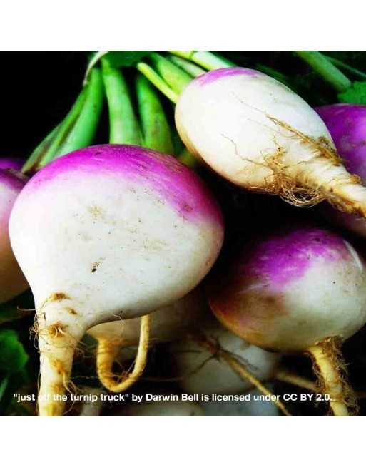Flat Purple Top Turnip Globe - [ Seed2Go - Canada ] - V-FPTT - Turnip