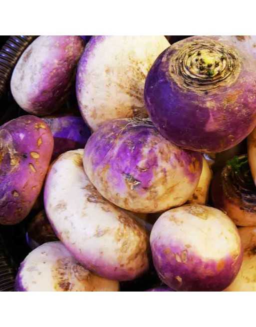 Early Italian Red Top, Turnip, di Milan - [ Seed2Go - Canada ] - VG-ITPT - Turnip