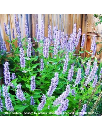 Hyssop Herb, Middle Eastern, Golden Jubilee, Agastache Foeniculum - [ Seed2Go.ca ] - [Seed Packets] - Herb Seeds - 