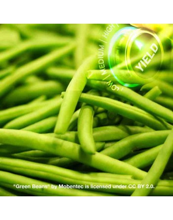 French Pole Bean Seeds, High Yielding, Stringless - [ Shop Canadian Seeds Online ]  - Bean & Pea - 