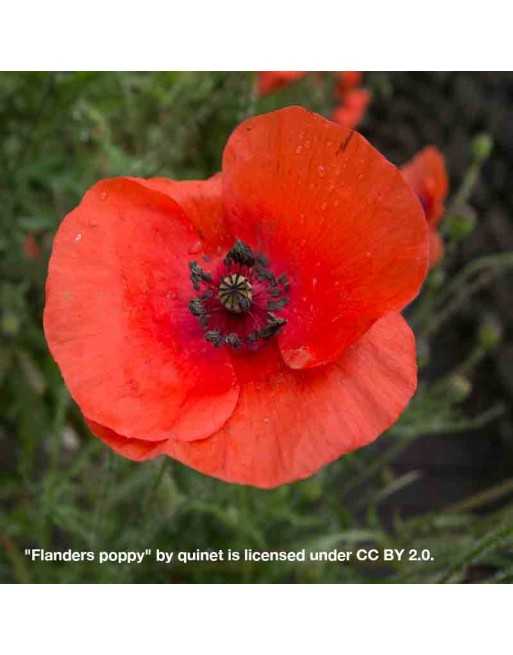 Remembrance Flanders Day Poppy, Flowers - [ Seed2Go - Canada ] - VF-PF - Poppy