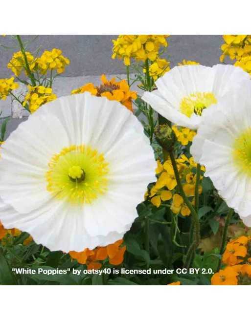 White Poppy Flowers, Bridal - [ Seed2Go - Canada ] - VF-WPF - Poppy