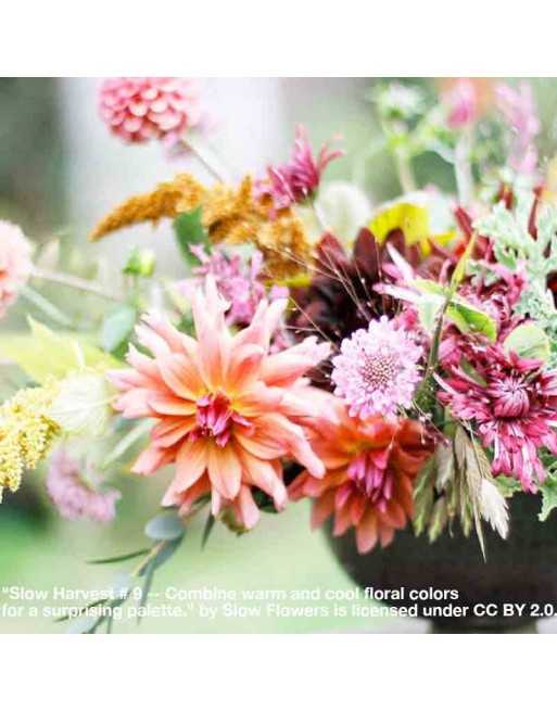 Dahlia Flower Mix - [ Seed2Go - Canada ] - VF-DHLIA - Flower Seed