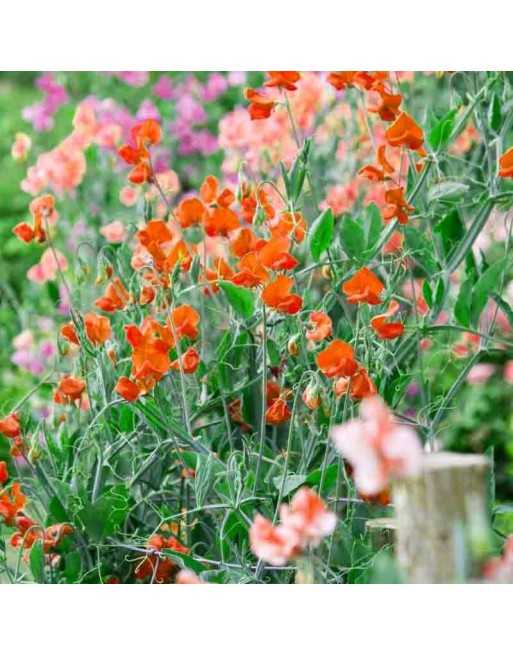 Sweet Pea's Bijou Flower - [ Seed2Go - Canada ] - VF-BIJOU - Flower Seed