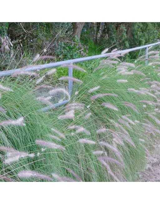 Fountain Grass Seed - [ Seed2Go - Canada ] - G-FG - Ornamental Grass