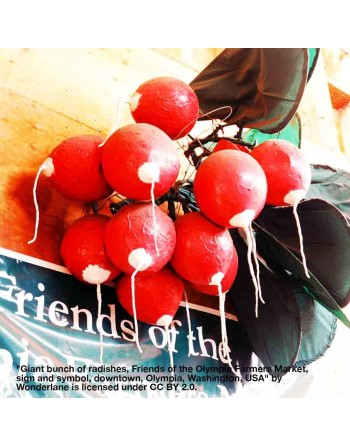 Scarlet Globe Bunching Radish Seeds, Hybrid, High Climate - [ Shop Canadian Seeds Online ]  - Radish - 