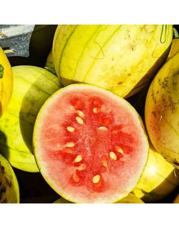 Yellow Faerie Watermelons, Hybrid, AAS Winner Seeds - [ Seed2Go.ca ] - [Seed Packets] - Watermelon - 