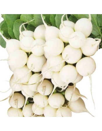 White Pearl Radish, Organic, All Season, Radish Seeds - [ Shop Canadian Seeds Online ]  - Radish - 