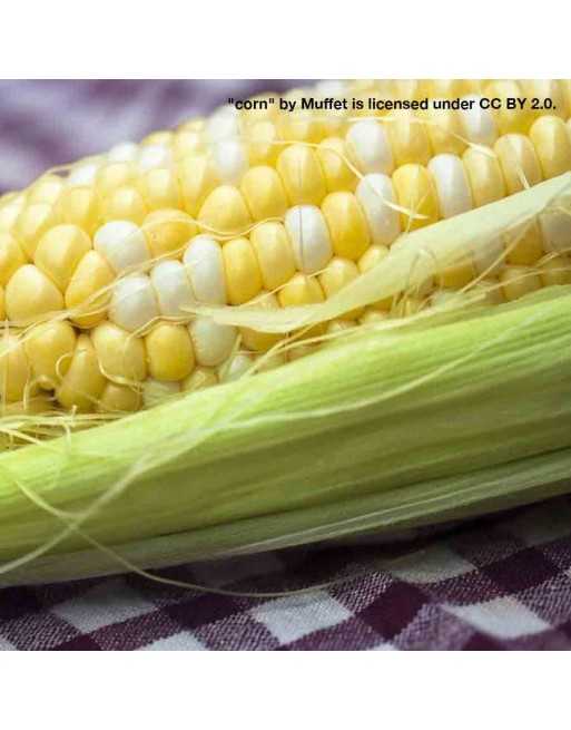 Sweet Corn, Peaches and Cream, SE Bicolour, Honey & Cream - [ Seed2Go - Canada ] - VG-SE-SC - Corn