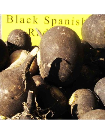 Black Spanish Radish Seeds, Black Mooli, Erfurter Radish, Gros Noir d'Hiver, Winter Type - [ Shop Canadian Seeds Online ]  - Rad