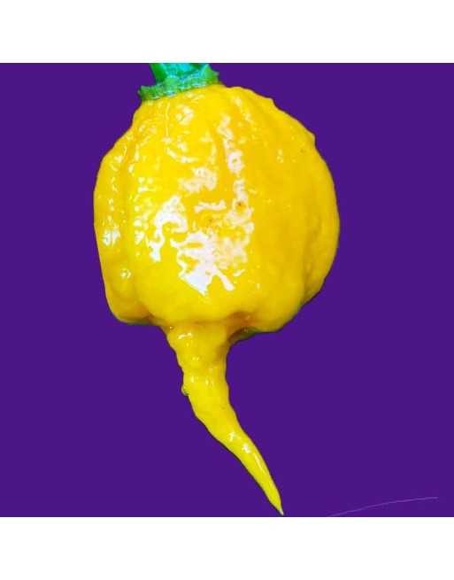 Yellow Carolina Reaper, Worlds Champion Hottest Pepper in the World, Rocky Balboa! - [ Seed2Go - Canada ] - SD4-V-CRHPY - Pepper