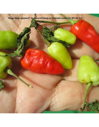 Naga Viper Red Pepper, Cobra, Trinidad Scorpion, Naga Morich & Ghost Pepper, Northeast India and Bangladesh - [ Shop Canadian Se
