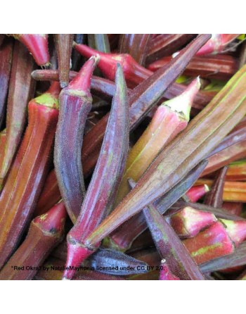 Red Okra Seeds, Abelmoschus Esculentus, Lady Fingers, East Africa - [ Shop Canadian Seeds Online ]  - Okra - 