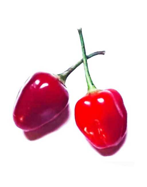 Aji Ayuyo, Mild Pepper, Sweet & Tangy, Peru  Pepper Seeds - [ Shop Canadian Seeds Online ]  - Pepper Seeds - 