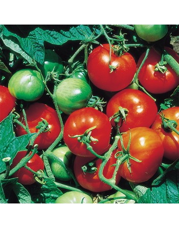 Stupice Tomato, Czech Republic, Czechoslovakia, Tomato Seeds - [ Shop Canadian Seeds Online ]  - Tomato Seeds - 